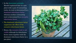 • In the dominance principle,
Mendel explained that in a pea
plant with a pair of contrasting
traits, its trait is determined by a
dominant inheritance factor
whereas another contrasting
trait is determined by a recessive
inheritance factor.
• The dominant inheritance factor
suppresses the effect of the
recessive inheritance factor.
• Hence, the recessive trait is not
visible although its inheritance
factor exists together with the
dominant inheritance factor in a
pea plant.
 