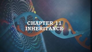 CHAPTER 11
INHERITANCE
 