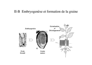 II-B Embryogenèse et formation de la graine	

Ovule 	

fécondé	

Graine	

mature	

Embryogenèse	

Germination 	

et 	

Développement	

 