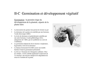 II-C Germination et développement végétatif	

	

Germination : la première étape du
développement de la plantule, séparée de la
plante-mère	

•  La dessication des graines leur permet de résister au gel.	

•  La dormance de la graine est contrôlée par une hormone,
l’acide abscissique (ABA)	

•  La levée de dormance est généralement contrôlée par
une autre hormone, l’acide gibbérellique (GA),
antagoniste de l’ABA, qui est synthétisée au cours de
l’imbibition.	

•  La germination dépend de divers facteurs: température,
hygrométrie, levée de la dormance 	

•  La balance hormonale GA/ABA assure une double
barrière évitant la germination prématurée.	

•  La GA est l’hormone de l’élongation cellulaire. Chez
les céréales, la GA contrôle également l’expression de
l’α-amylase, une enzyme chargée de la dégradation de
réserves d’amidon de la graine.	

 
