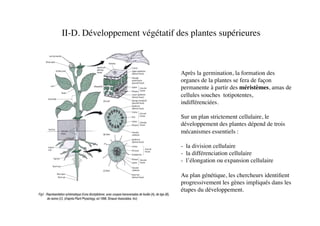 II-D. Développement végétatif des plantes supérieures	

Après la germination, la formation des
organes de la plantes se fera de façon
permanente à partir des méristèmes, amas de
cellules souches totipotentes,
indifférenciées. 	

Sur un plan strictement cellulaire, le
développement des plantes dépend de trois
mécanismes essentiels : 	

-  la division cellulaire	

-  la différenciation cellulaire	

-  l’élongation ou expansion cellulaire	

Au plan génétique, les chercheurs identiﬁent
progressivement les gènes impliqués dans les
étapes du développement. 	

 