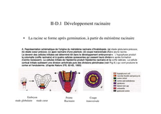 II-D.1 Développement racinaire	

•  La racine se forme après germination, à partir du méristème racinaire	

Embryon	

stade globulaire stade cœur	

Pointe 	

Racinaire 	

Coupe	

transversale	

 