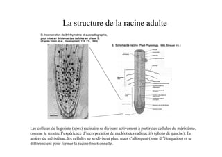 La structure de la racine adulte	

Les cellules de la pointe (apex) racinaire se divisent activement à partir des cellules du méristème,
comme le montre l’expérience d’incorporation de nucléotides radioactifs (photo de gauche). En
arrière du méristème, les cellules ne se divisent plus, mais s’allongent (zone d ’élongation) et se
différencient pour former la racine fonctionnelle. 	

 