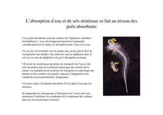 L’absorption d’eau et de sels minéraux se fait au niveau des
poils absorbants	

• Les poils absorbants sont des cellules de l’épiderme modiﬁées
(trichoblastes) . Leur développement permet d’augmenter
considérablement la surface d’absorption pour l’eau et les ions.	

• L’eau du sol est attirée vers la surface des racines par le ﬂux de
transpiration des feuilles. De même les ions se déplacent dans le
sol vers la zone de déplétion crée par l’absorption racinaire.	

• Il existe de nombreuses protéines de transports de l’eau et des
ions localisées dans la membrane plasmique des cellules de la
racine. La multiplicité de systèmes de transports est spéciﬁque des
plantes et leur confère une grande capacité d’adaptation à des
conditions environnementales changeantes. 	

• A masse égale, les plantes absorbent 10 fois plus d’eau que les
animaux. 	

• Comprendre les mécanismes d’absorption de l’eau et des ions
permettra d’améliorer les conditions et le rendement des cultures
dans les environnements extrèmes	

 