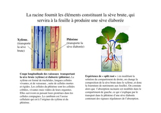 La racine fournit les éléments constituant la sève brute, qui
servira à la feuille à produire une sève élaborée 	

Expérience de « split root » : en modiﬁant la
solution du compartiment de droite, on change la
composition de la sève brute dans le xylème, et donc
la fourniture de nutriments aux feuilles. On constate
alors que l’absorption racinaire est modiﬁée dans le
compartiment de gauche, ce qui s’explique par le
transport dans le phloème d’une sève élaborée
contenant des signaux régulateurs de l’absorption.	

Coupe longitudinale des vaisseaux transportant
la sève brute (xylème) et élaborée (phloème). Le
xylème est formé de trachéides, longues cellules
vivantes, et de vaisseaux , suite de cellules mortes
et rigides. Les cellules du phloème sont les cellules
criblées, vivantes mais vidées de leurs organites.
Elles survivent en puisant leurs protéines dans les
cellules compagnes. Le cambium est l’assise
cellulaire qui est à l’origines du xylème et du
phloème.	

Phloème
(transporte la
sève élaborée)	

Xylème, 	

(transporte	

la sève	

brute)	

 