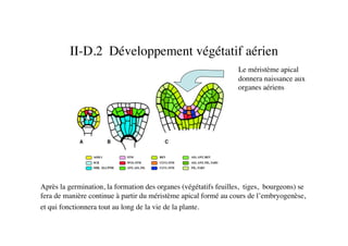 II-D.2 Développement végétatif aérien	

Après la germination, la formation des organes (végétatifs feuilles, tiges, bourgeons) se
fera de manière continue à partir du méristème apical formé au cours de l’embryogenèse,
et qui fonctionnera tout au long de la vie de la plante. 	

Le méristème apical
donnera naissance aux
organes aériens	

 
