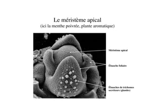 Le méristème apical 
(ici la menthe poivrée, plante aromatique)	

Méristème apical	

Ébauche foliaire	

Ébauches de trichomes
secréteurs (glandes)	

 
