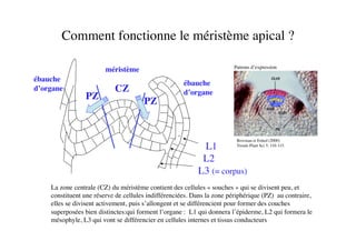 Comment fonctionne le méristème apical ?	

Patrons d’expression	

Bowman et Eshed (2000)
Trends Plant Sci 5: 110-115.	

La zone centrale (CZ) du méristème contient des cellules « souches » qui se divisent peu, et
constituent une réserve de cellules indifférenciées. Dans la zone périphérique (PZ) au contraire,
elles se divisent activement, puis s’allongent et se différencient pour former des couches
superposées bien distinctes:qui forment l’organe : L1 qui donnera l’épiderme, L2 qui formera le
mésophyle, L3 qui vont se différencier en cellules internes et tissus conducteurs	

L1	

L2	

L3 (= corpus)	

CZ	

PZ	

PZ	

méristème	

ébauche	

d’organe	

ébauche	

d’organe	

 