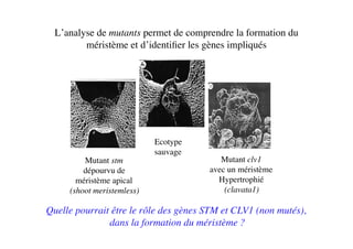 L’analyse de mutants permet de comprendre la formation du
méristème et d’identiﬁer les gènes impliqués	

Ecotype	

sauvage	

Mutant stm	

dépourvu de 	

méristème apical	

(shoot meristemless)	

Mutant clv1	

avec un méristème 	

Hypertrophié	

(clavata1)	

Quelle pourrait être le rôle des gènes STM et CLV1 (non mutés),
dans la formation du méristème ?	

 