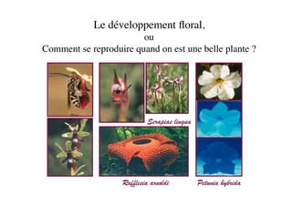 Le développement ﬂoral, 
ou 
Comment se reproduire quand on est une belle plante ?	

Rafflesia arnoldi
Photo :
anonyme	

Serapias lingua	

Petunia hybrida	

Photo :
Ylstra	

Photo :
Francon	

 