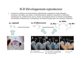 II-D Développement reproducteur	

•  Lorsque les conditions environnementales (photopériode, température) et physiologiques
(hormones) favorables sont réunies, le méristème apical végétatif se transforme en méristème
reproducteur (m. d’inﬂorescence, puis m. ﬂoral). Les bourgeons ﬂoraux se forment à la périphérie
du méristème d’inﬂorescence, commandé par une batterie de gènes que l’on commence à identiﬁer.	

MF = méristème ﬂoral	

M Inf = mérsitème d’inﬂorescence	

AI = anneau initilal = zone périphérique	

ZC = zone centrale= méristème d’attente	

MM = méristème médullaire	

L1 + L2 = tunica	

L3 = corpus	

m. d’inﬂorescence	

m. inﬂor	

m. végétatif	

 m. ﬂor	

m. ﬂor	

 