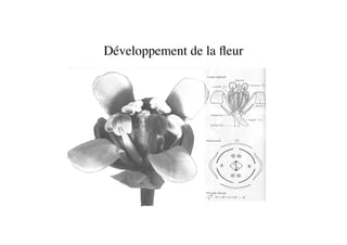 Développement de la ﬂeur	

 