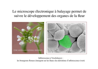 Le microscope électronique à balayage permet de
suivre le développement des organes de la ﬂeur	

Inﬂorescence d’Arabidopsis :	

les bourgeons ﬂoraux émergent sur les ﬂancs du méristème d’inﬂorescence (vert)	

 