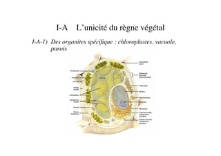 I-A L’unicité du règne végétal	

I-A-1) 	

Des organites spéciﬁque : chloroplastes, vacuole, 	

	

parois	

 