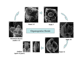 Méristème ﬂoraux 	

(stades 1-3)	

Stade 3-5	

 Stade 7	

Stade 10	

Stade 12	

Anthèse	

(après 12 jours)	

Organogenèse ﬂorale	

 