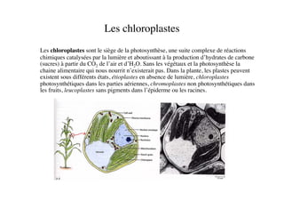 Les chloroplastes	

	

Les chloroplastes sont le siège de la photosynthèse, une suite complexe de réactions
chimiques catalysées par la lumière et aboutissant à la production d’hydrates de carbone
(sucres) à partir du CO2 de l’air et d’H2O. Sans les végétaux et la photosynthèse la
chaine alimentaire qui nous nourrit n’existerait pas. Dans la plante, les plastes peuvent
existent sous différents états, étioplastes en absence de lumière, chloroplastes
photosynthétiques dans les parties aériennes, chromoplastes non photosynthétiques dans
les fruits, leucoplastes sans pigments dans l’épiderme ou les racines.	

 