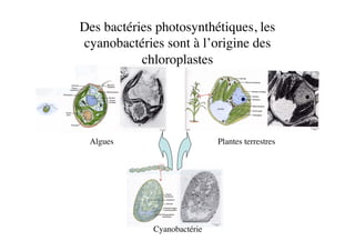 Des bactéries photosynthétiques, les
cyanobactéries sont à l’origine des
chloroplastes	

Cyanobactérie	

Algues	

 Plantes terrestres	

 