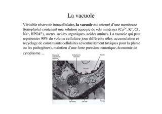 La vacuole	

	

Véritable réservoir intracellulaire, la vacuole est entouré d’une membrane
(tonoplaste) contenant une solution aqueuse de sels minéraux (Ca2+, K+, Cl-,
Na+, HPO42-), sucres, acides organiques, acides aminés. La vacuole qui peut
représenter 90% du volume cellulaire joue différents rôles: accumulation et
recyclage de constituants cellulaires (éventuellement toxiques pour la plante
ou les pathogènes), maintien d’une forte pression osmotique, économie de
cytoplasme ... 	

 