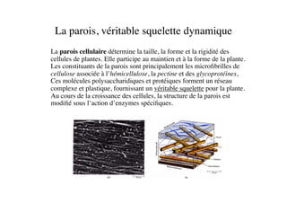 La parois, véritable squelette dynamique	

	

La parois cellulaire détermine la taille, la forme et la rigidité des
cellules de plantes. Elle participe au maintien et à la forme de la plante.
Les constituants de la parois sont principalement les microﬁbrilles de
cellulose associée à l’hémicellulose, la pectine et des glycoprotéines,
Ces molécules polysaccharidiques et protéiques forment un réseau
complexe et plastique, fournissant un véritable squelette pour la plante.
Au cours de la croissance des cellules, la structure de la parois est
modiﬁé sous l’action d’enzymes spéciﬁques. 	

 