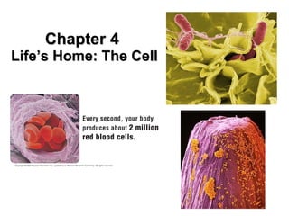 Chapter 4  Life’s Home: The Cell 