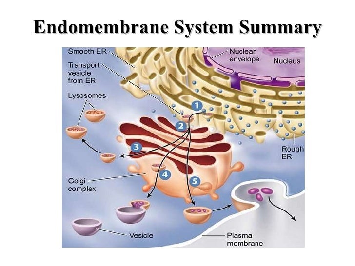 Bio 1100 chapter 4 sp11