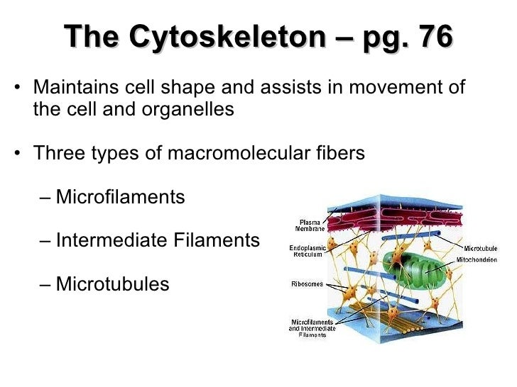 Bio 1100 chapter 4 sp11