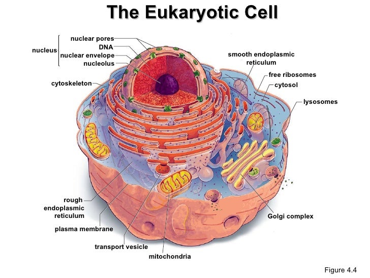 Bio 1100 chapter 4 sp11