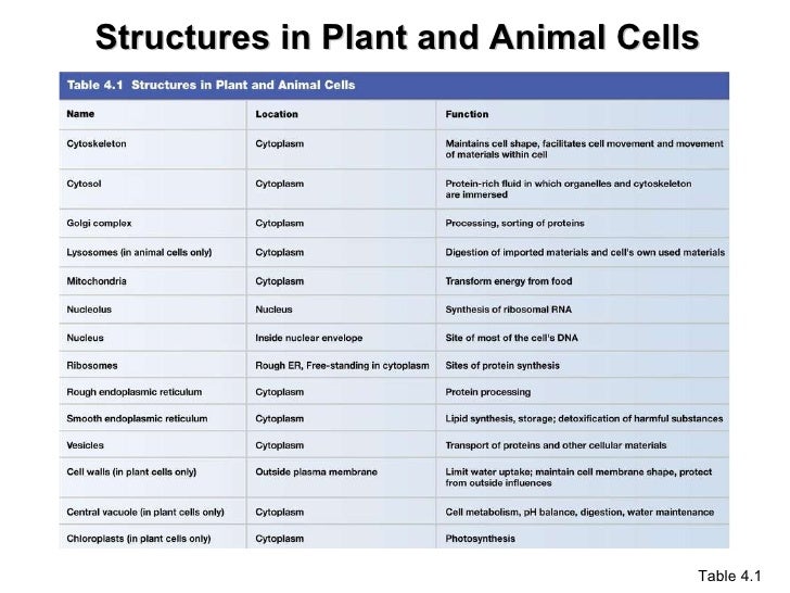venn diagram of plant and animal cell wiring diagrams plant animal and bacterial cell venn diagram