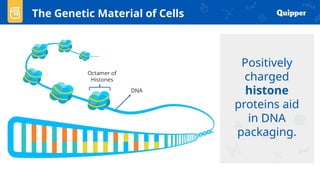 Positively
charged
histone
proteins aid
in DNA
packaging.
The Genetic Material of Cells
 