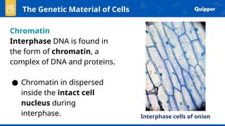 Chromatin
Interphase DNA is found in
the form of chromatin, a
complex of DNA and proteins.
● Chromatin in dispersed
inside the intact cell
nucleus during
interphase.
The Genetic Material of Cells
Interphase cells of onion
 
