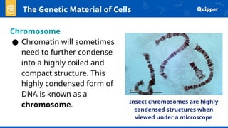 Chromosome
● Chromatin will sometimes
need to further condense
into a highly coiled and
compact structure. This
highly condensed form of
DNA is known as a
chromosome.
The Genetic Material of Cells
Insect chromosomes are highly
condensed structures when
viewed under a microscope
 
