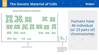 Humans have
46 individual
(or 23 pairs of)
chromosomes
.
The Genetic Material of Cells
 