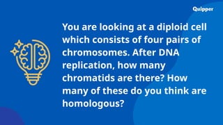 You are looking at a diploid cell
which consists of four pairs of
chromosomes. After DNA
replication, how many
chromatids are there? How
many of these do you think are
homologous?
 
