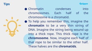 Tips
● Chromatin condenses into
chromosomes. Each half of the
chromosome is a chromatid.
● To help you remember this, imagine the
chromatin to be a very thin string of
DNA. Imagine the string being wound up
into a thick rope. This thick rope is the
chromosome. Now, imagine each half of
that rope to be similar to the other half.
These halves are the chromatids.
 