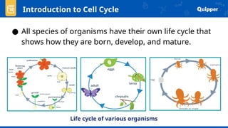 ● All species of organisms have their own life cycle that
shows how they are born, develop, and mature.
Introduction to Cell Cycle
Life cycle of various organisms
 