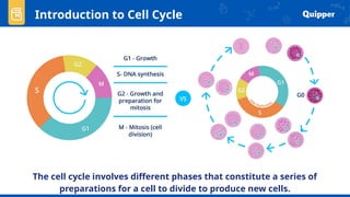 Introduction to Cell Cycle
The cell cycle involves different phases that constitute a series of
preparations for a cell to divide to produce new cells.
 