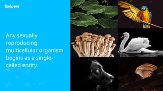 Any sexually
reproducing
multicellular organism
begins as a single-
celled entity.
 