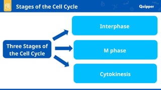 Three Stages of
the Cell Cycle
M phase
Interphase
Cytokinesis
Stages of the Cell Cycle
 