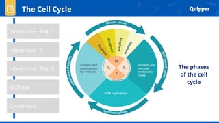 The Cell Cycle
The phases
of the cell
cycle
Interphase - Gap 1
Interphase - Gap 2
Cytokinesis
M phase
Interphase - S
 
