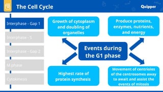 The Cell Cycle
Interphase - Gap 1
Interphase - Gap 2
Cytokinesis
M phase
Interphase - S
Events during
the G1 phase
Produce proteins,
enzymes, nutrients,
and energy
Growth of cytoplasm
and doubling of
organelles
Highest rate of
protein synthesis
Movement of centrioles
of the centrosomes away
to await and assist the
events of mitosis
 