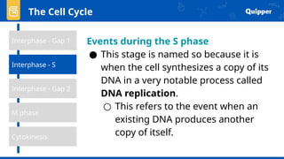 The Cell Cycle
Interphase - Gap 1
Interphase - Gap 2
Cytokinesis
M phase
Interphase - S
Events during the S phase
● This stage is named so because it is
when the cell synthesizes a copy of its
DNA in a very notable process called
DNA replication.
○ This refers to the event when an
existing DNA produces another
copy of itself.
 