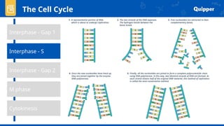 The Cell Cycle
Interphase - Gap 1
Interphase - Gap 2
Cytokinesis
M phase
Interphase - S
 