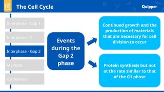 The Cell Cycle
Interphase - Gap 1
Interphase - Gap 2
Cytokinesis
M phase
Interphase - S
Events
during the
Gap 2
phase
Continued growth and the
production of materials
that are necessary for cell
division to occur
Protein synthesis but not
at the rate similar to that
of the G1 phase
 