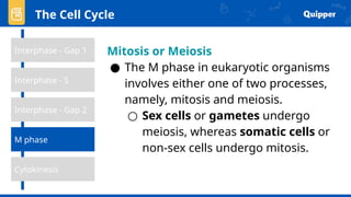 The Cell Cycle
Interphase - Gap 1
Interphase - Gap 2
Cytokinesis
M phase
Interphase - S
Mitosis or Meiosis
● The M phase in eukaryotic organisms
involves either one of two processes,
namely, mitosis and meiosis.
○ Sex cells or gametes undergo
meiosis, whereas somatic cells or
non-sex cells undergo mitosis.
 