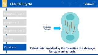The Cell Cycle
Interphase - Gap 1
Interphase - Gap 2
Cytokinesis
M phase
Interphase - S
Cytokinesis is marked by the formation of a cleavage
furrow in animal cells.
 
