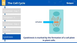 The Cell Cycle
Interphase - Gap 1
Interphase - Gap 2
Cytokinesis
M phase
Interphase - S
Cytokinesis is marked by the formation of a cell plate
in plant cells.
 