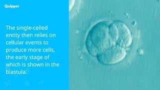 The single-celled
entity then relies on
cellular events to
produce more cells,
the early stage of
which is shown in the
blastula.
 