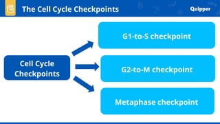 Cell Cycle
Checkpoints
G2-to-M checkpoint
G1-to-S checkpoint
Metaphase checkpoint
The Cell Cycle Checkpoints
 