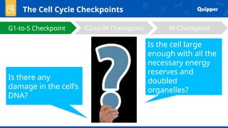 The Cell Cycle Checkpoints
G1-to-S Checkpoint G2-to-M Checkpoint M Checkpoint
Is the cell large
enough with all the
necessary energy
reserves and
doubled
organelles?
Is there any
damage in the cell’s
DNA?
 