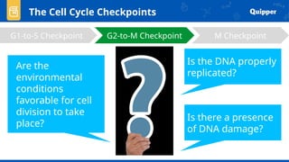 The Cell Cycle Checkpoints
G1-to-S Checkpoint G2-to-M Checkpoint M Checkpoint
Is the DNA properly
replicated?
Are the
environmental
conditions
favorable for cell
division to take
place?
Is there a presence
of DNA damage?
 